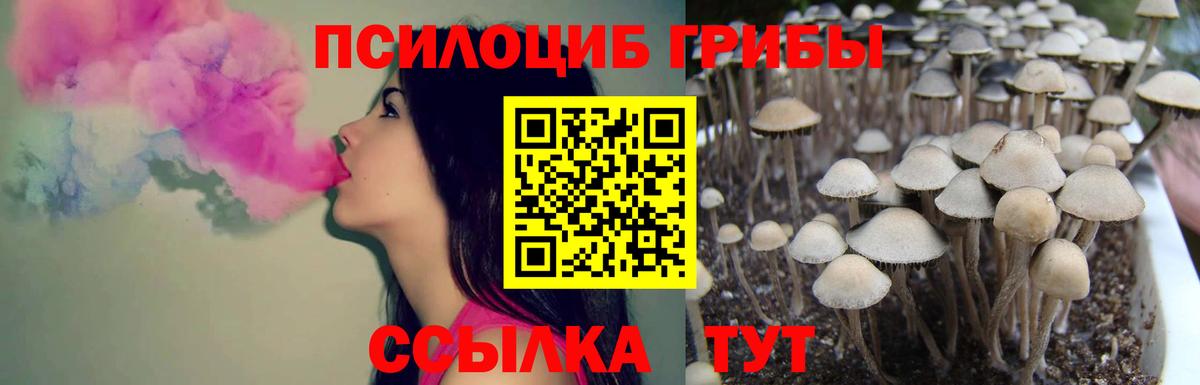 Галлюциногенные грибы Psilocybe Борисоглебск